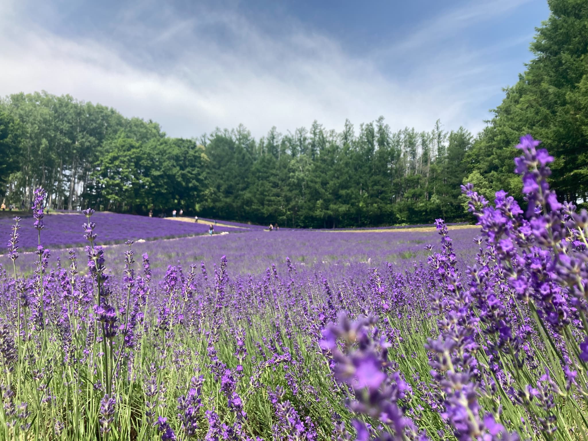 flavorlifeメインビュー02